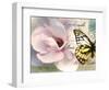 Carte Postale Magnolia II-Amy Melious-Framed Art Print