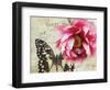 Carte Postale Peony-Amy Melious-Framed Art Print