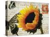 Carte Postale Sunflower-Amy Melious-Stretched Canvas