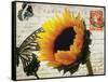 Carte Postale Sunflower-Amy Melious-Framed Stretched Canvas