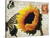 Carte Postale Sunflower-Amy Melious-Stretched Canvas