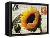 Carte Postale Sunflower-Amy Melious-Framed Stretched Canvas