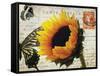 Carte Postale Sunflower-Amy Melious-Framed Stretched Canvas