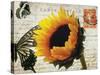 Carte Postale Sunflower-Amy Melious-Stretched Canvas