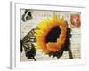 Carte Postale Sunflower-Amy Melious-Framed Art Print