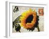 Carte Postale Sunflower-Amy Melious-Framed Art Print