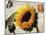 Carte Postale Sunflower-Amy Melious-Mounted Art Print