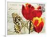 Carte Postale Tulip II-Amy Melious-Framed Art Print