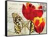 Carte Postale Tulip II-Amy Melious-Framed Stretched Canvas