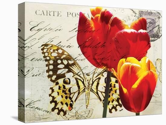 Carte Postale Tulip II-Amy Melious-Stretched Canvas