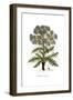 Carthamus corymbosus, Flora Graeca-Ferdinand Bauer-Framed Giclee Print