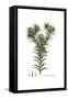 Carthamus dentatus, Flora Graeca-Ferdinand Bauer-Framed Stretched Canvas