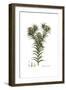 Carthamus dentatus, Flora Graeca-Ferdinand Bauer-Framed Giclee Print