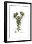 Carthamus dentatus, Flora Graeca-Ferdinand Bauer-Framed Giclee Print