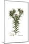 Carthamus dentatus, Flora Graeca-Ferdinand Bauer-Mounted Giclee Print