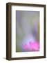 Carthusian Pink, Dianthus Carthusianorum, Blossom, Cropped, Close-Up-Andreas Keil-Framed Photographic Print