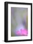 Carthusian Pink, Dianthus Carthusianorum, Blossom, Cropped, Close-Up-Andreas Keil-Framed Photographic Print