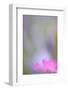 Carthusian Pink, Dianthus Carthusianorum, Blossom, Cropped, Close-Up-Andreas Keil-Framed Photographic Print