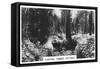 Carting Timber, Victoria, Australia, 1928-null-Framed Stretched Canvas