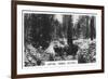 Carting Timber, Victoria, Australia, 1928-null-Framed Giclee Print