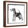 Brown Frame