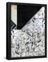 Essential Black