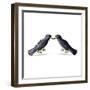 Cartoon Crows-lineartestpilot-Framed Art Print