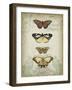 Cartouche and Butterflies I-Jennifer Goldberger-Framed Art Print