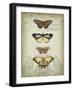 Cartouche and Butterflies I-Jennifer Goldberger-Framed Art Print