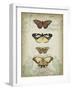 Cartouche and Butterflies I-Jennifer Goldberger-Framed Art Print