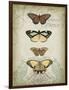 Cartouche and Butterflies I-Jennifer Goldberger-Framed Art Print