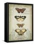 Cartouche and Butterflies I-Jennifer Goldberger-Framed Stretched Canvas