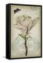 Cartouche & Floral I-Jennifer Goldberger-Framed Stretched Canvas