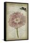 Cartouche & Floral II-Jennifer Goldberger-Framed Stretched Canvas