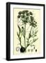 Carum Bulbocastanum Great Earth-Nut-null-Framed Giclee Print