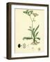 Carum Verticillatum Worled Caraway-null-Framed Giclee Print