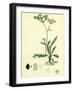 Carum Verticillatum Worled Caraway-null-Framed Giclee Print