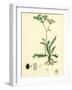 Carum Verticillatum Worled Caraway-null-Framed Giclee Print