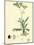 Carum Verticillatum Worled Caraway-null-Mounted Giclee Print