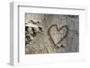 Carved Heart in Bark of a Tree-Brigitte Protzel-Framed Photographic Print