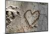 Carved Heart in Bark of a Tree-Brigitte Protzel-Mounted Photographic Print