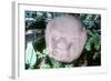 Carved Monolithic Head from Monte Alto, Guatemala, Pre-Columbian, Pre-Classic Period, 1500-100 BC-null-Framed Photographic Print