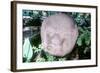 Carved Monolithic Head from Monte Alto, Guatemala, Pre-Columbian, Pre-Classic Period, 1500-100 BC-null-Framed Photographic Print