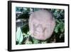 Carved Monolithic Head from Monte Alto, Guatemala, Pre-Columbian, Pre-Classic Period, 1500-100 BC-null-Framed Photographic Print