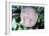 Carved Monolithic Head from Monte Alto, Guatemala, Pre-Columbian, Pre-Classic Period, 1500-100 BC-null-Framed Photographic Print