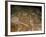 Carved Petroglyph' (People, Deers, Elks, Birds, Boots and Circle), 4th-3rd Millenium BC-null-Framed Photographic Print