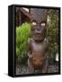 Carved Wood Figures, Te Puia Maori Village, Rotorua, Taupo Volcanic Zone, North Island, New Zealand-Kober Christian-Framed Stretched Canvas