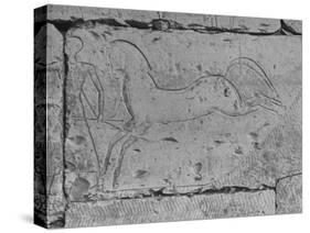 Carving of a Horse on Wall of Temple of Ramses II at Abydos-null-Stretched Canvas