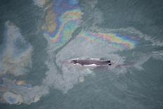 Aerial View of Humpback Whale (Megaptera Novaeangliae) Swimming Through Oil Slick-Carwardine-Stretched Canvas