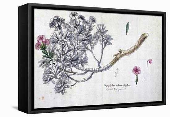 Caryophyllus Arboreus and Seriphius, from a Work by Joseph Pitton De Tournefort-Claude Aubriet-Framed Stretched Canvas